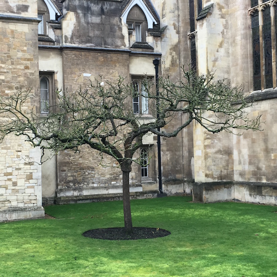 newton_tree